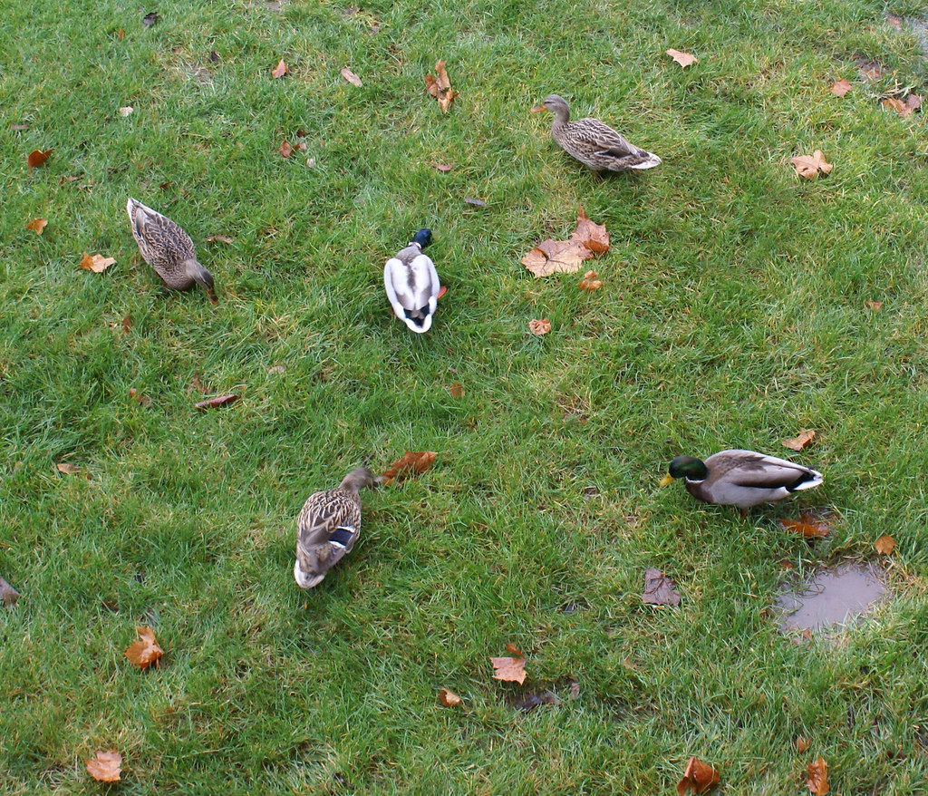 Ducks eating doritos Valerie Everett Flickr