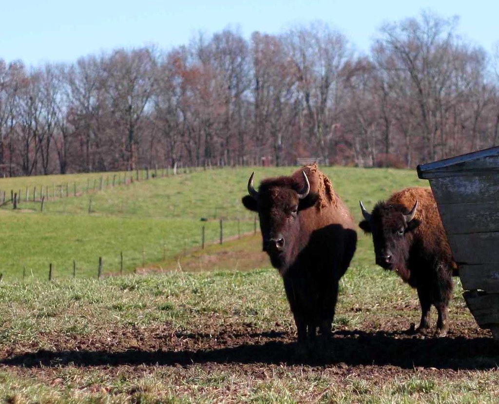 Indiana Buffalo I wonder what Carl would say if I brought … Flickr