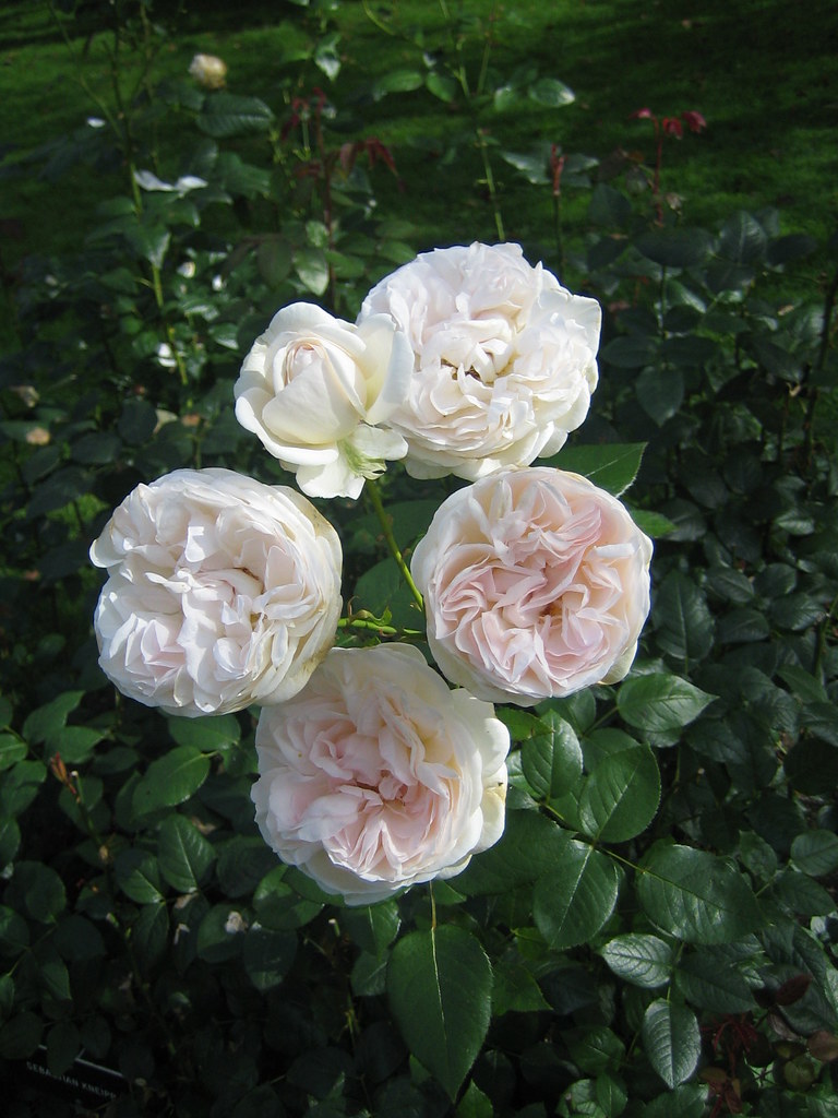 Rose "Sebastian Kneipp" Hatanpään arboretum, Tampere, 4th … Flickr