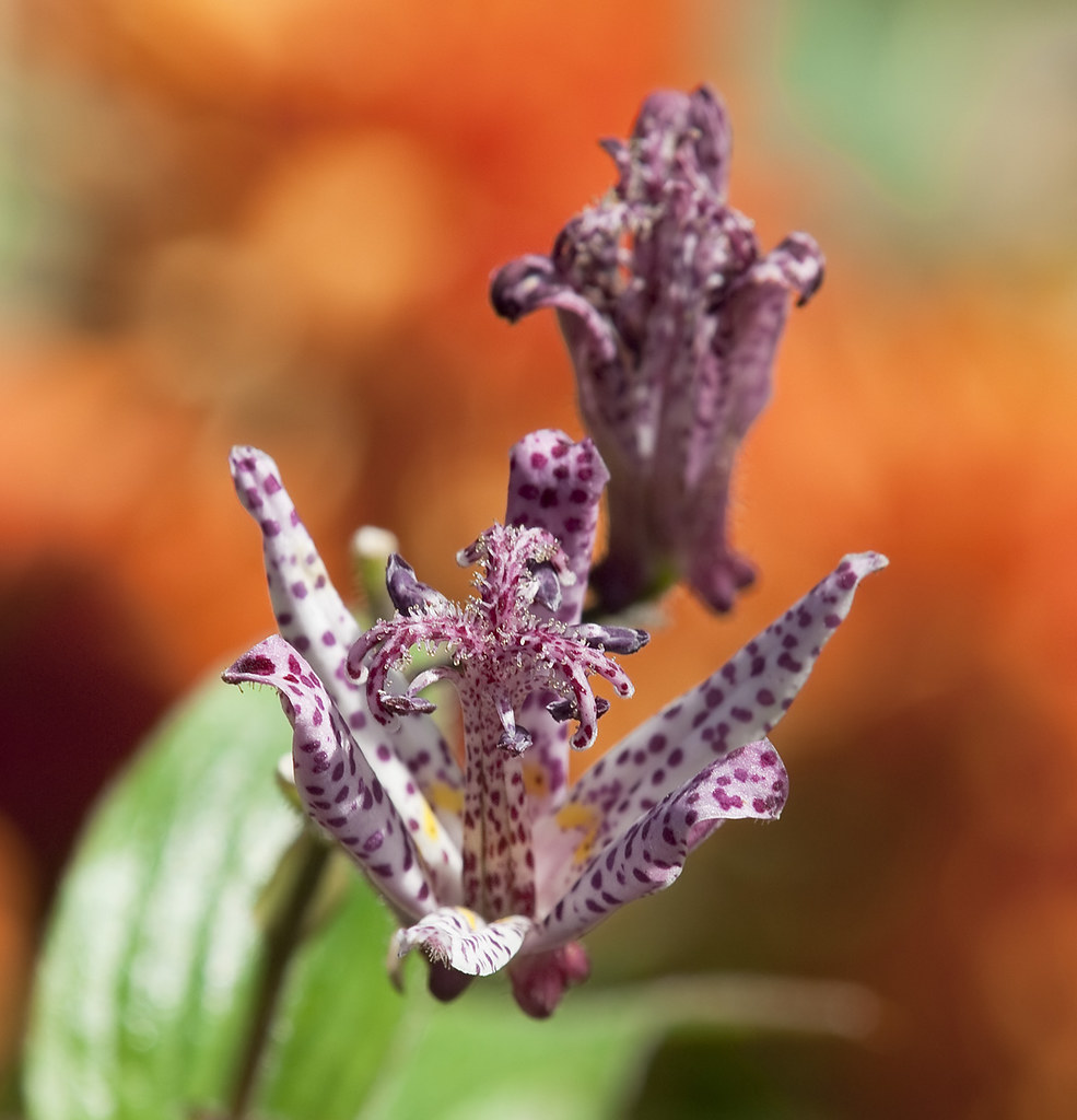 Flower Flushing Botanic Garden cometoseemerganser Flickr