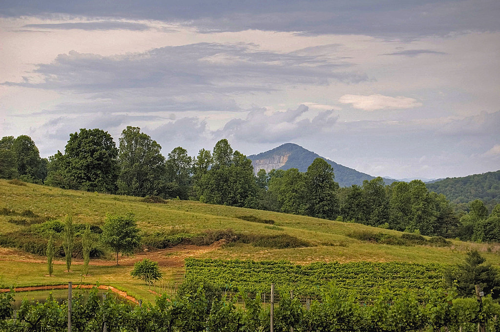 vineyard in North On our way to a bluegra… Flickr