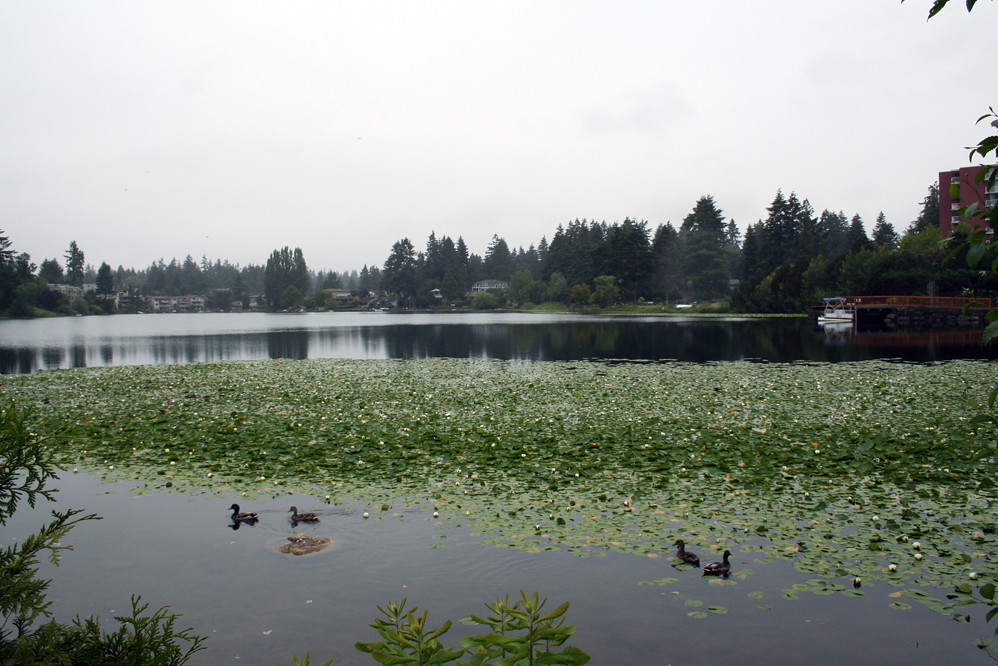 Bitter Lake, Seattle Shawna Scott Flickr
