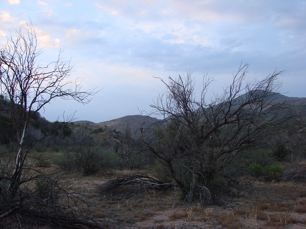 Sunflower AZ Jason Crews Flickr