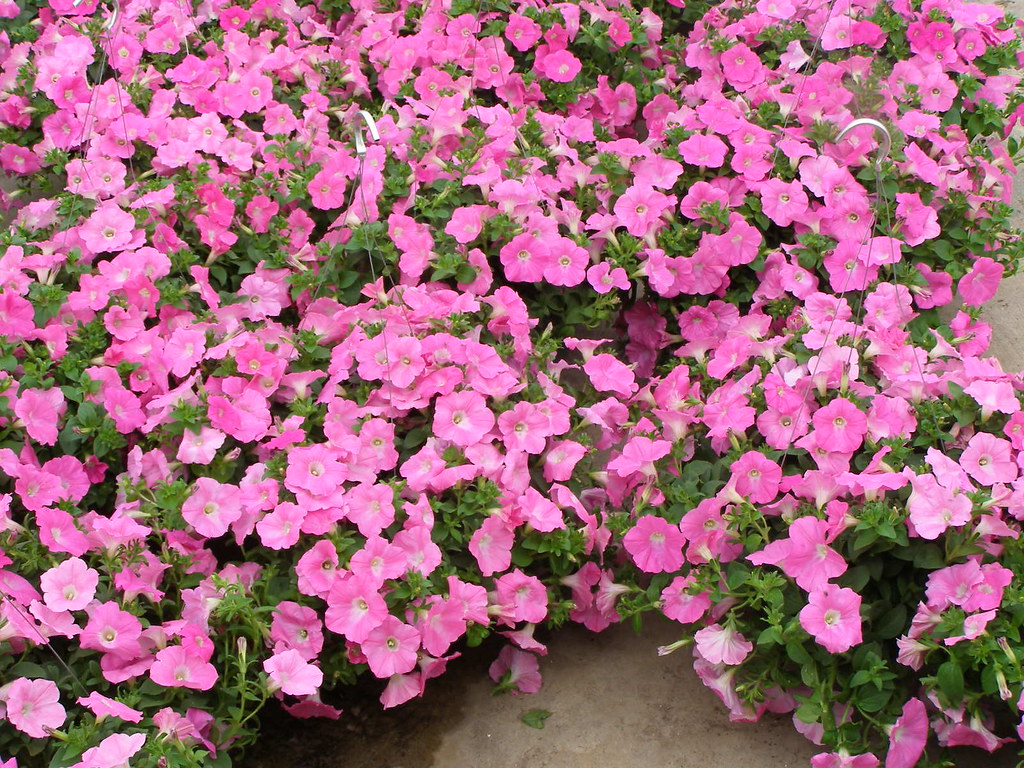 wavepetuniapink Parks Brothers Greenhouses Flickr