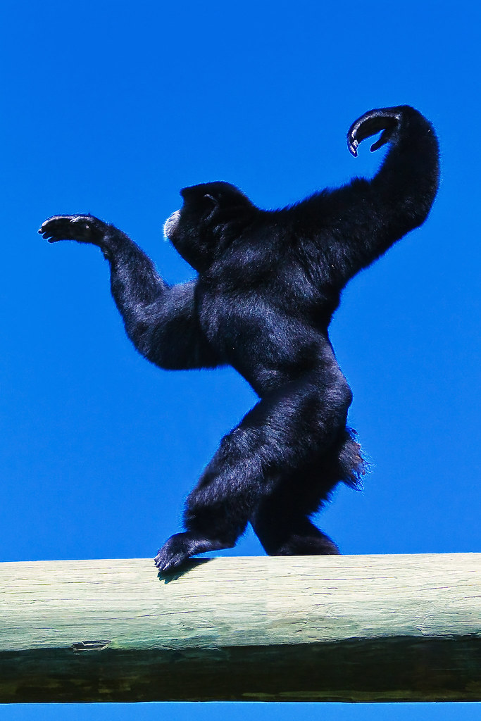 Lowry Park Zoo Field Trip23 Franc Urso Flickr