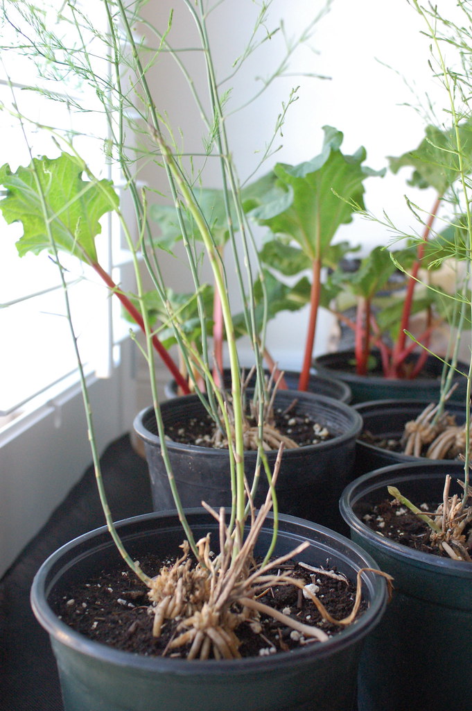 Rhubarb and Asparagus Plants I CANNOT believe how quickly … Flickr