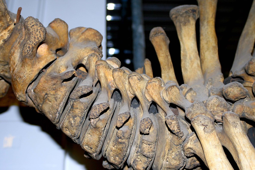 elephant neck vert Elephant neck bones Robert Young Flickr