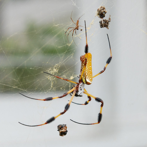 Banana Spider Huge spider in Southport, NC. Does anybody k… Flickr