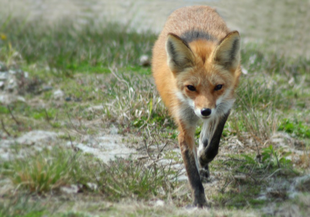 Red Fox (Vulpes vulpes) Illinois Beach State Park Flickr