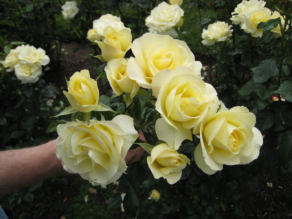 'Lime Sublime' floribunda rose There is a hint of green in… Flickr