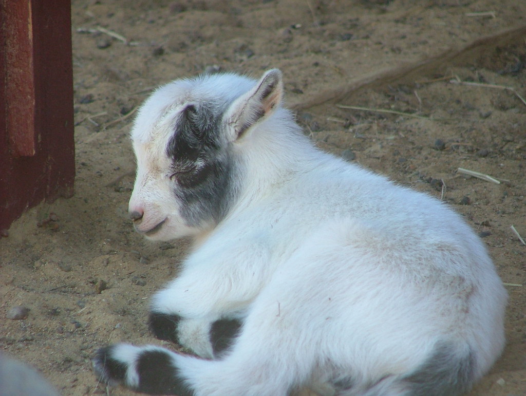 Sleeping Baby Goat Aww ] At the York Zoo in Maine. DebRAWR Flickr