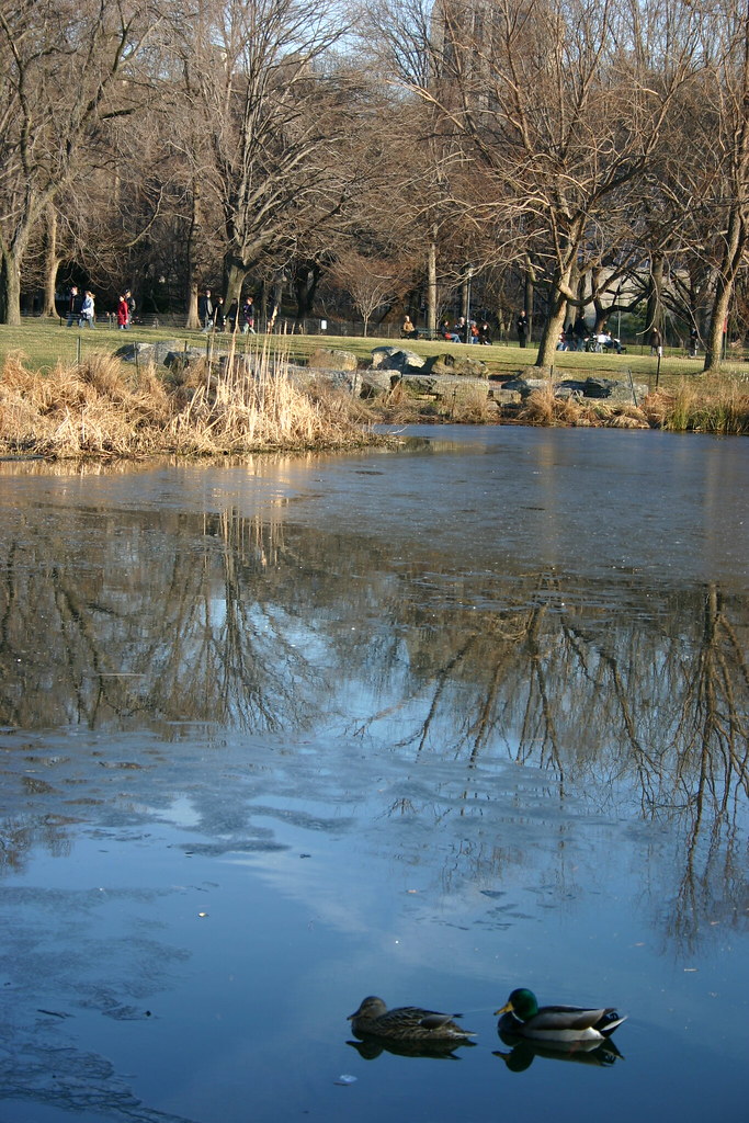 by Two ducks on man made lake, Central Park, New York Arlene Flickr