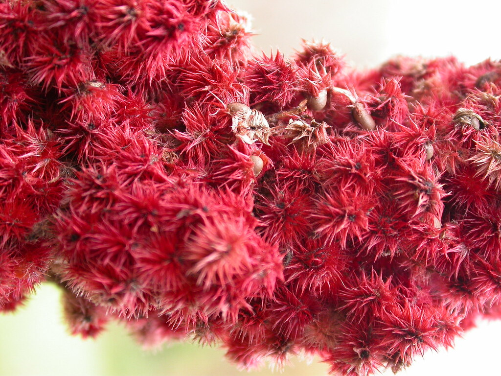 Sumac Sumac is a very interesting plant genus. This fruit … Flickr