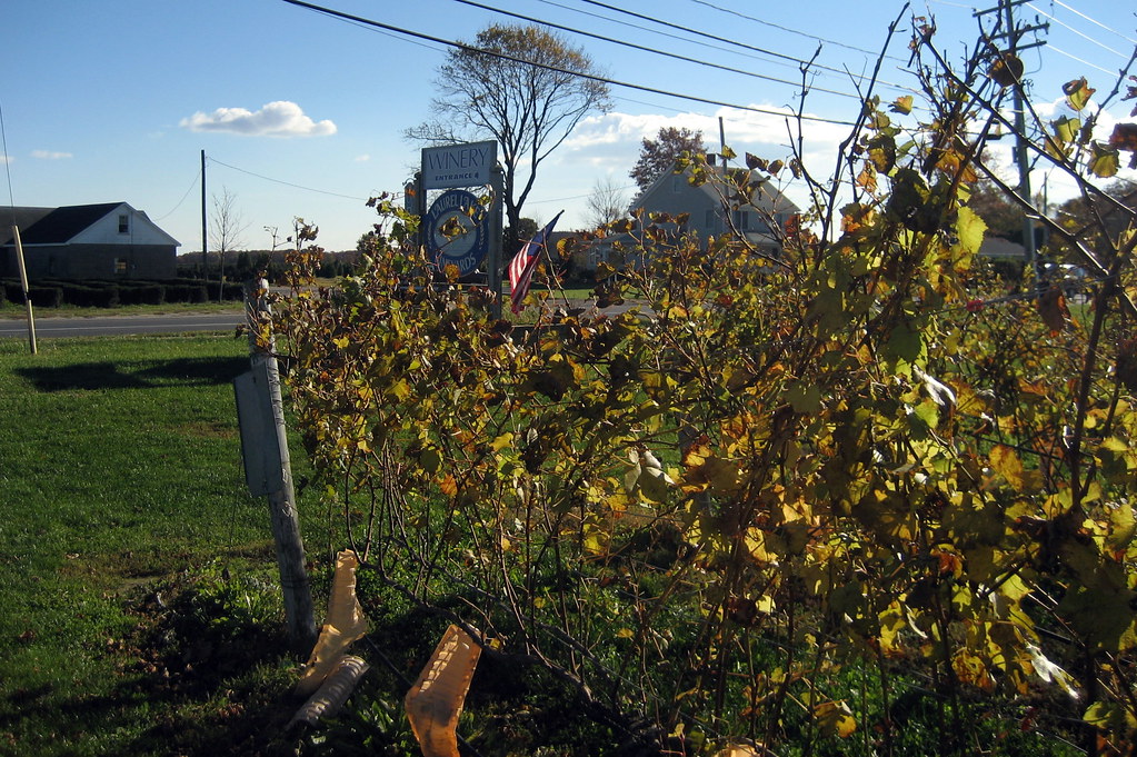 Long Island Laurel Laurel Lake Vineyards Laurel Lake Vi… Flickr