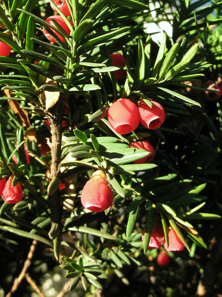 yew arils... attractive, but the seeds within are toxic. F… Flickr
