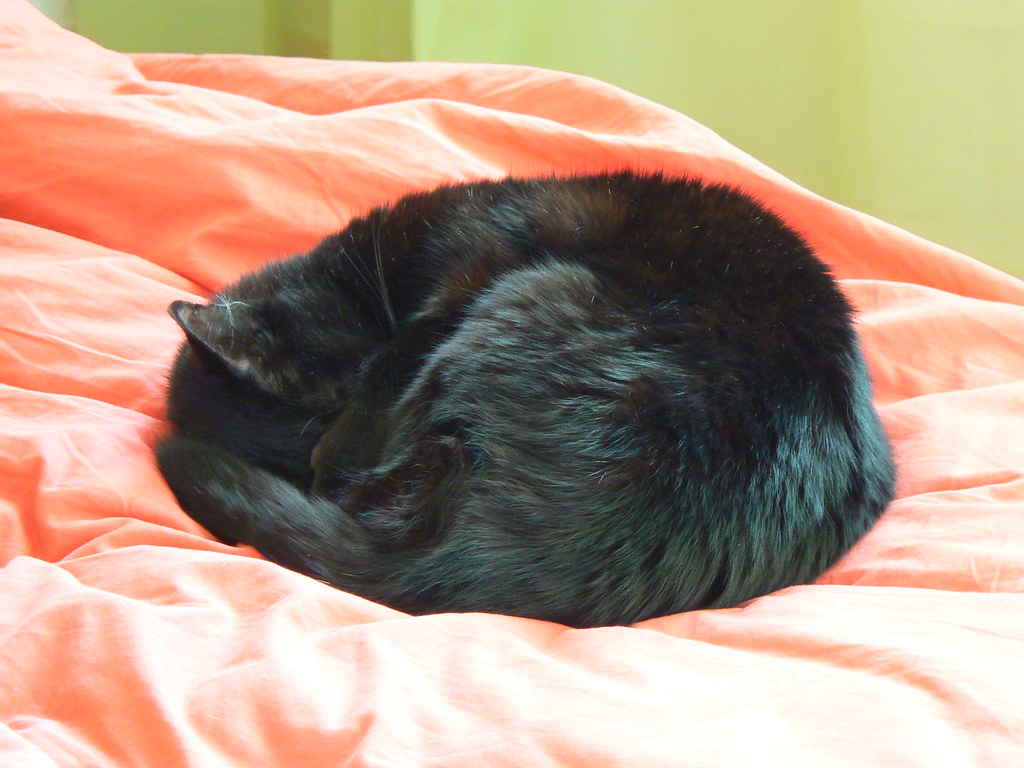 cat ball sleeping cat ball effect with my cookie thybou Flickr