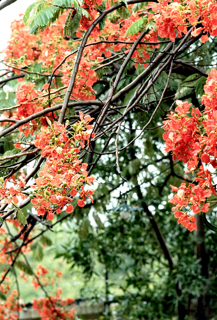 Somalia Royal Poinciana(Delonix regia) flowers .Royal Po… Flickr