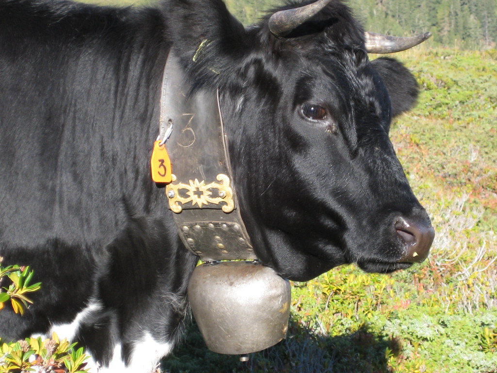 Traditional Swiss cow with bell The bells are for purely p… Flickr