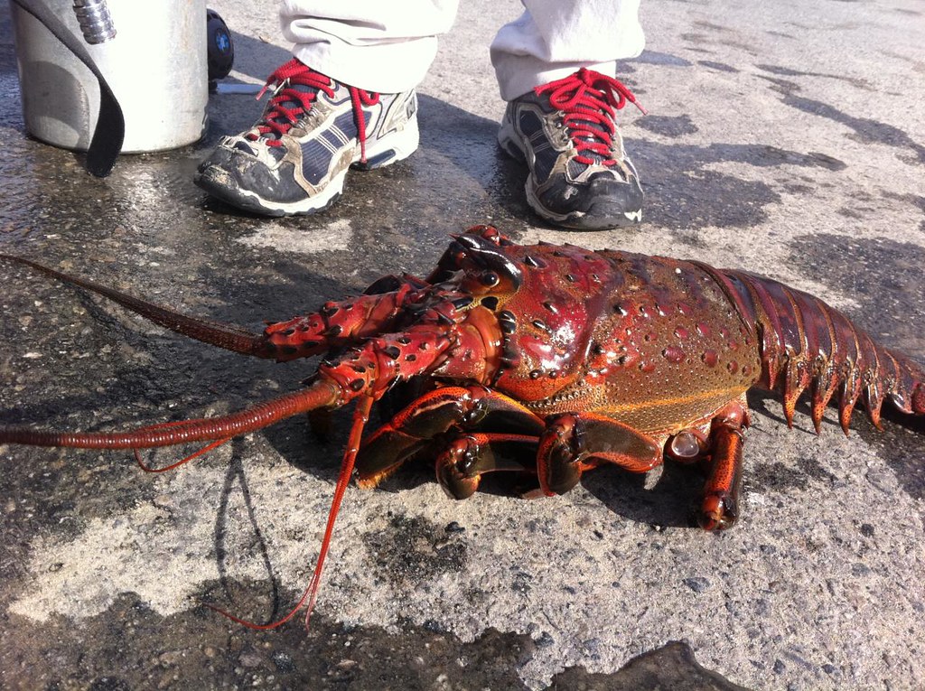 rock lobster Flickr