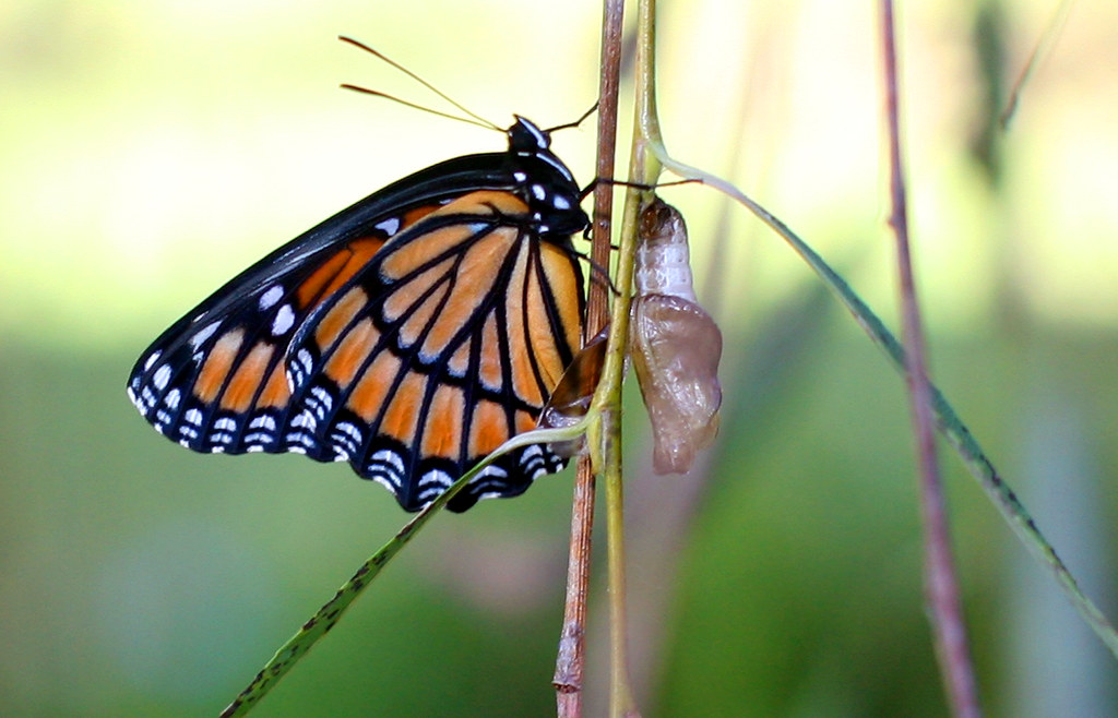 Monarch Hatching from Chrysalis A monarch butterfly hatchi… Flickr