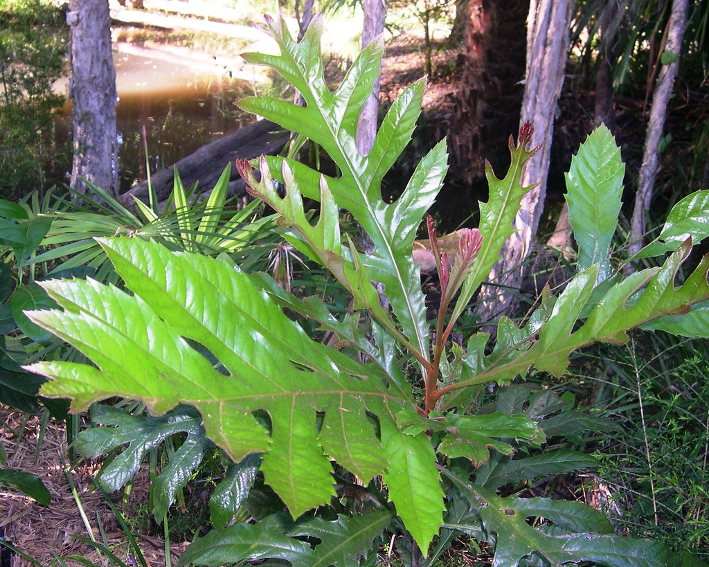 Athertonia diversifolia Atherton Oak Copyright All Rig… Flickr