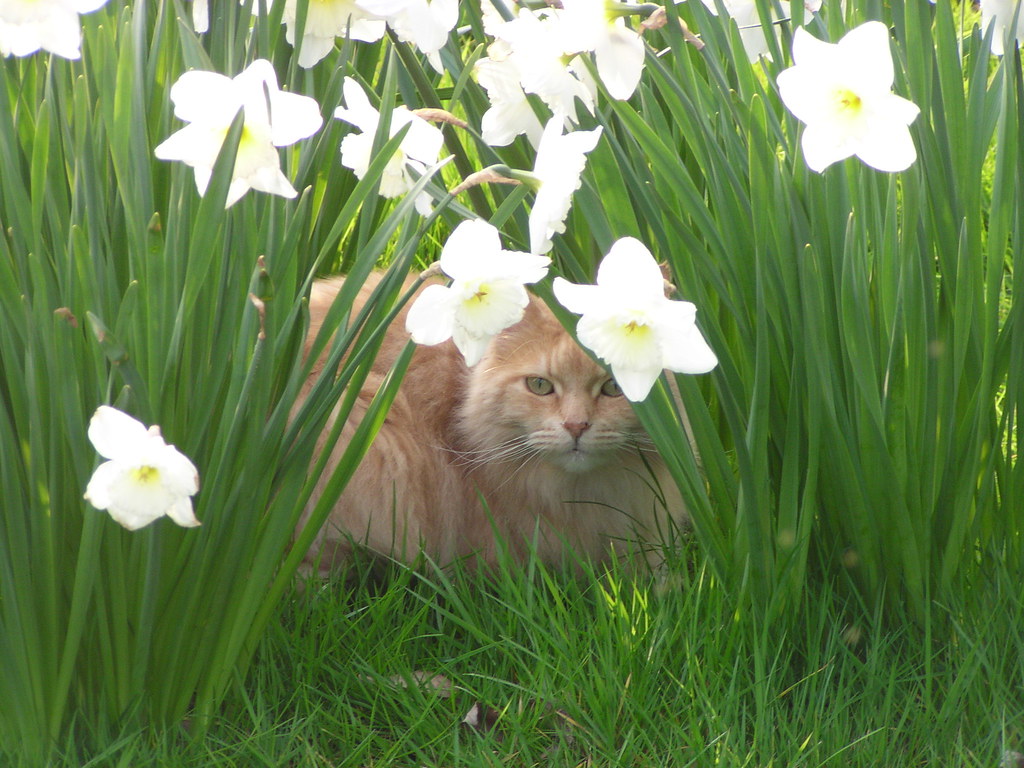 Cat amongst the daffodils Elizabethan Country Lady Flickr