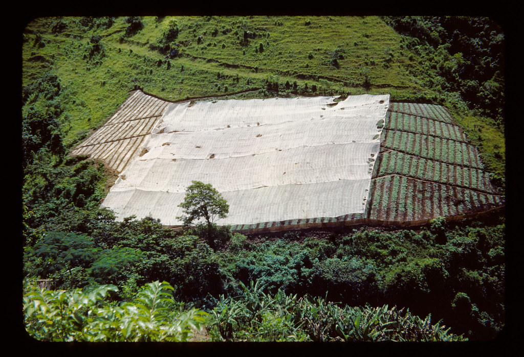 Tobacco seedbed with netting on hillside Between 1949 and … Flickr