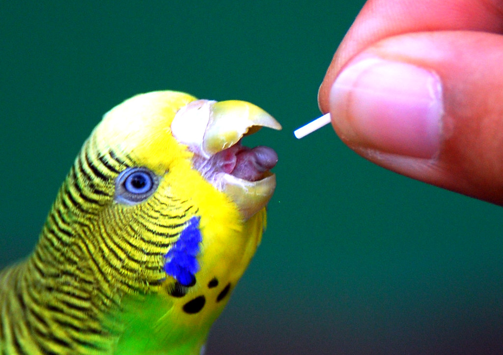Parakeet eating Parakeet eating at Everland zoo IN CHERL KIM Flickr