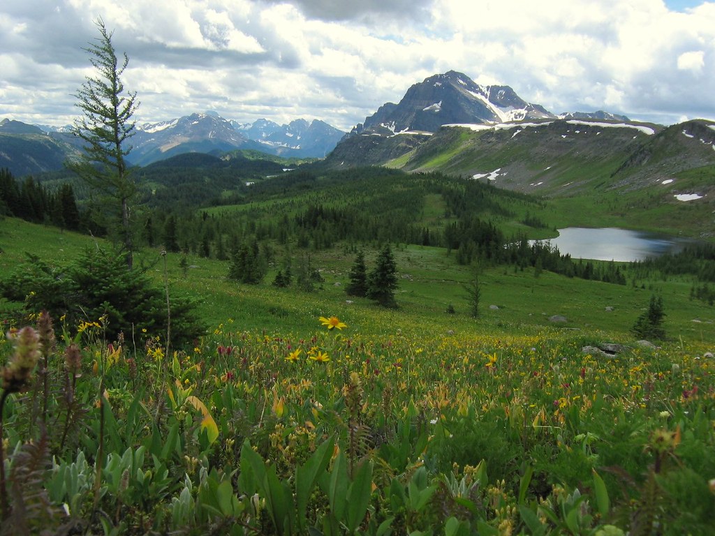 healy meadows John Johnston Flickr