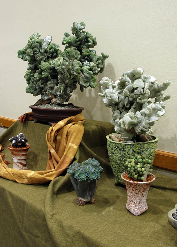 Cactus & Succulent Show & Sale 2013 Flickr
