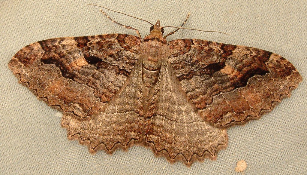 921 Triphosa haesitata Tissue Moth 7285 Dscf5613.Jpg Geo… Flickr