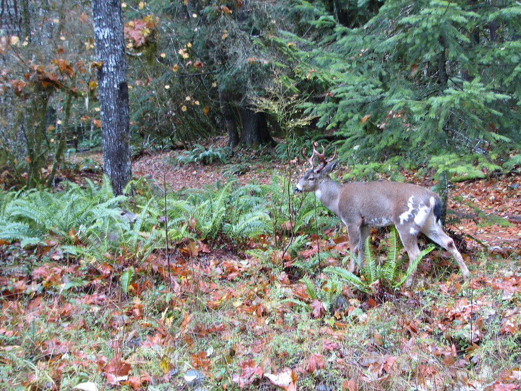 2 Blacktail Deer Look for the doe bedded down in the ferns… Flickr