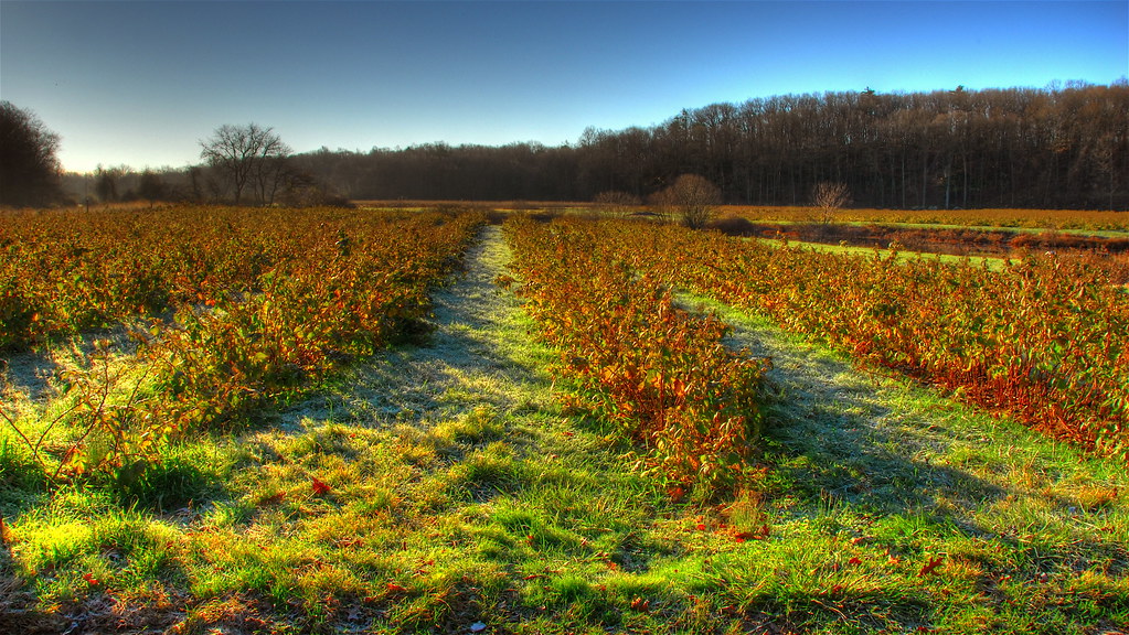 Fields Orchard, Guilford Connecticut slack12 Flickr