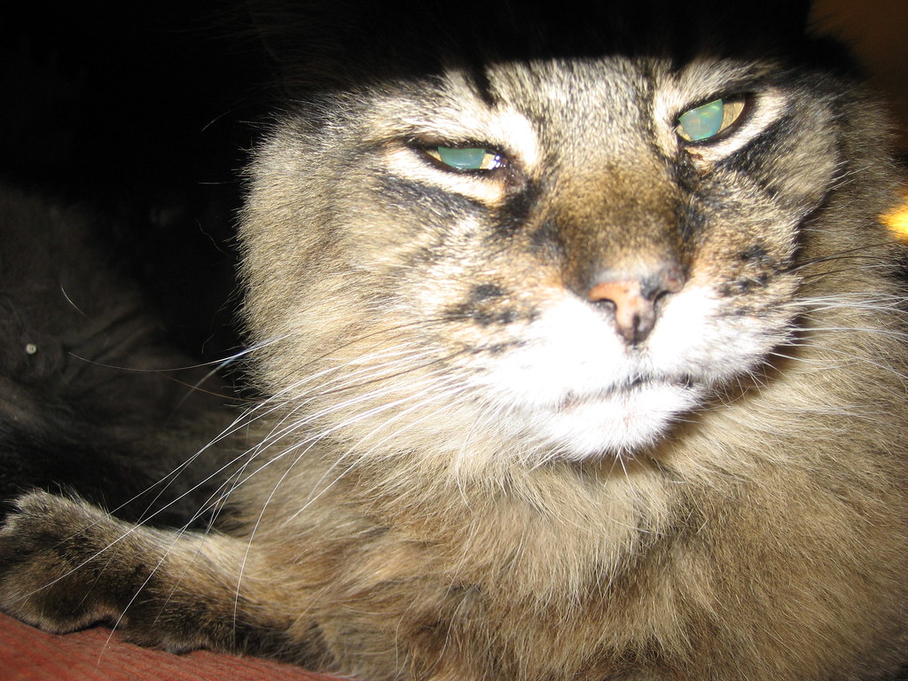 Randall "The heater makes me sleepy." Hortense Jones Flickr