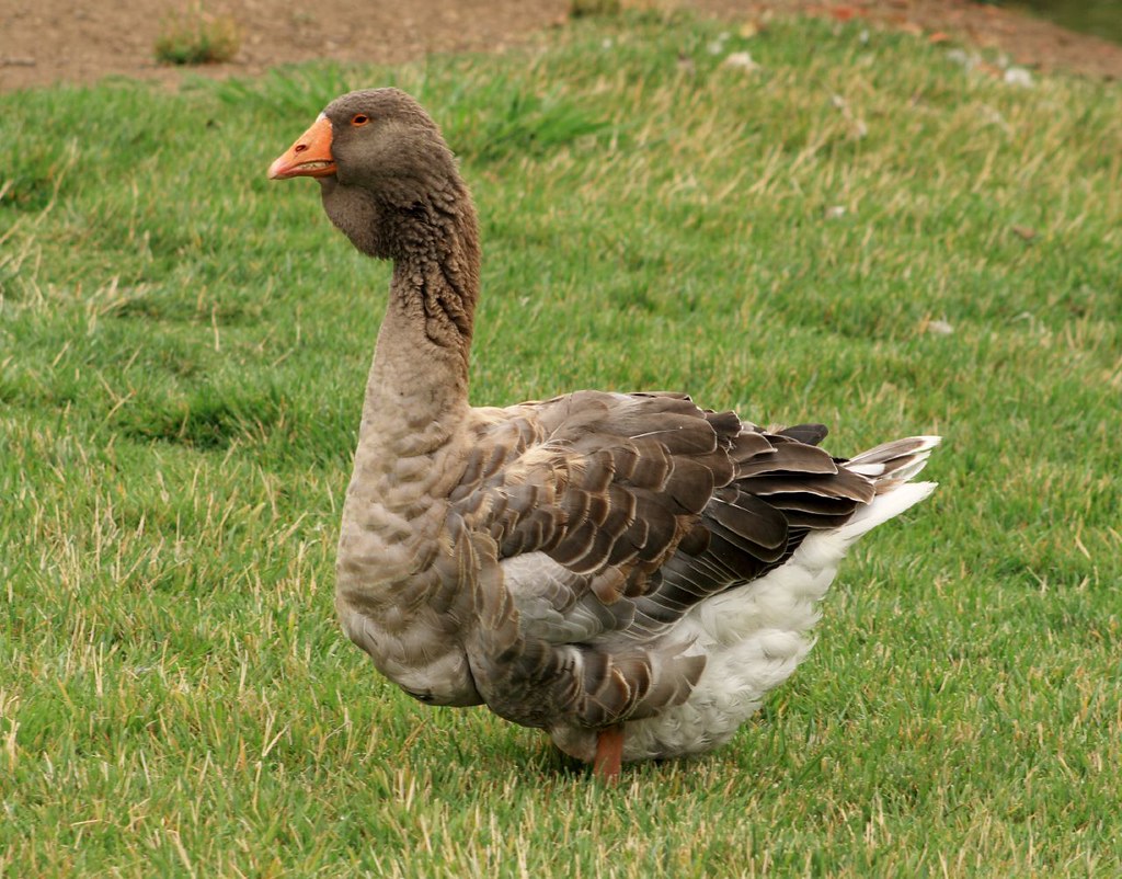 Turducken If it walks like a duck, and looks like a turkey… Flickr
