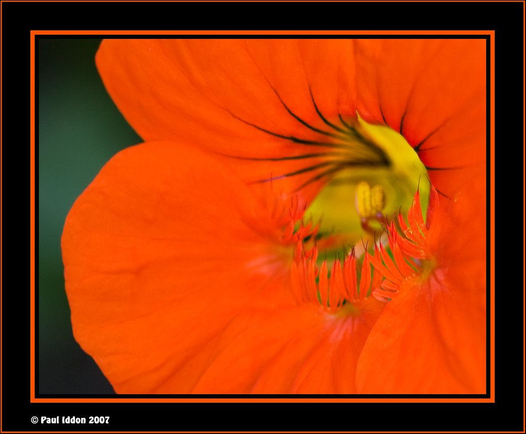 Nasturtium Nasturtiums are either annuals or perennials, b… Flickr