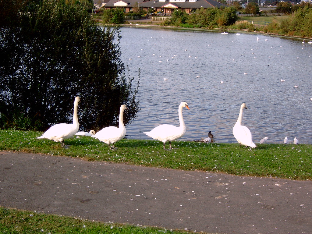 Swans at Sandy Water Park, Llanelli markowuk Flickr