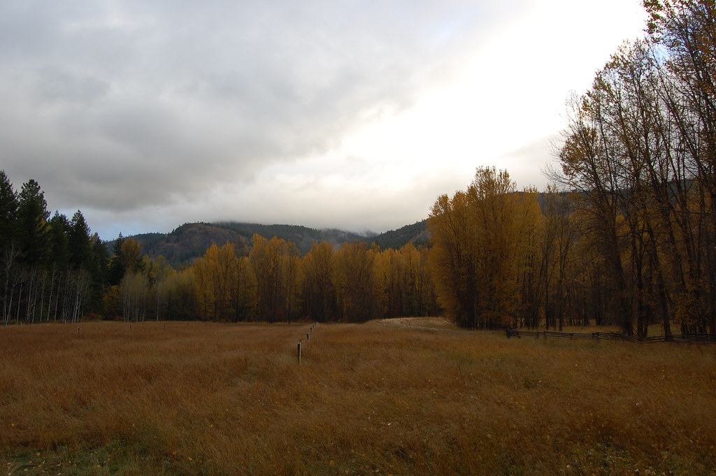 Meadow The golden meadow that stretched out in front of ou… Flickr