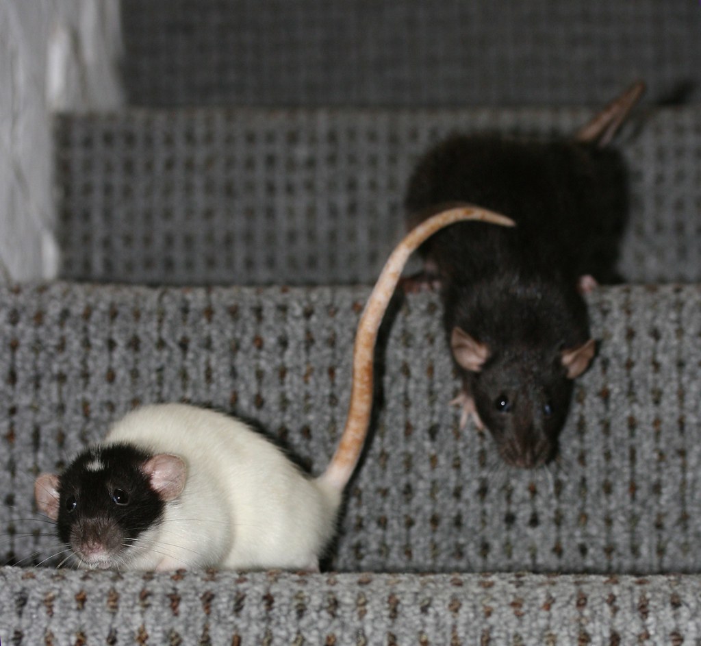 They walk down stairs, alone or in pairs Our pet rats, Rub… Flickr