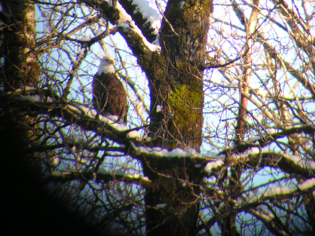 Skagit Bald Eagle View Bald Eagle Kingdom Animalia Phylum… Flickr