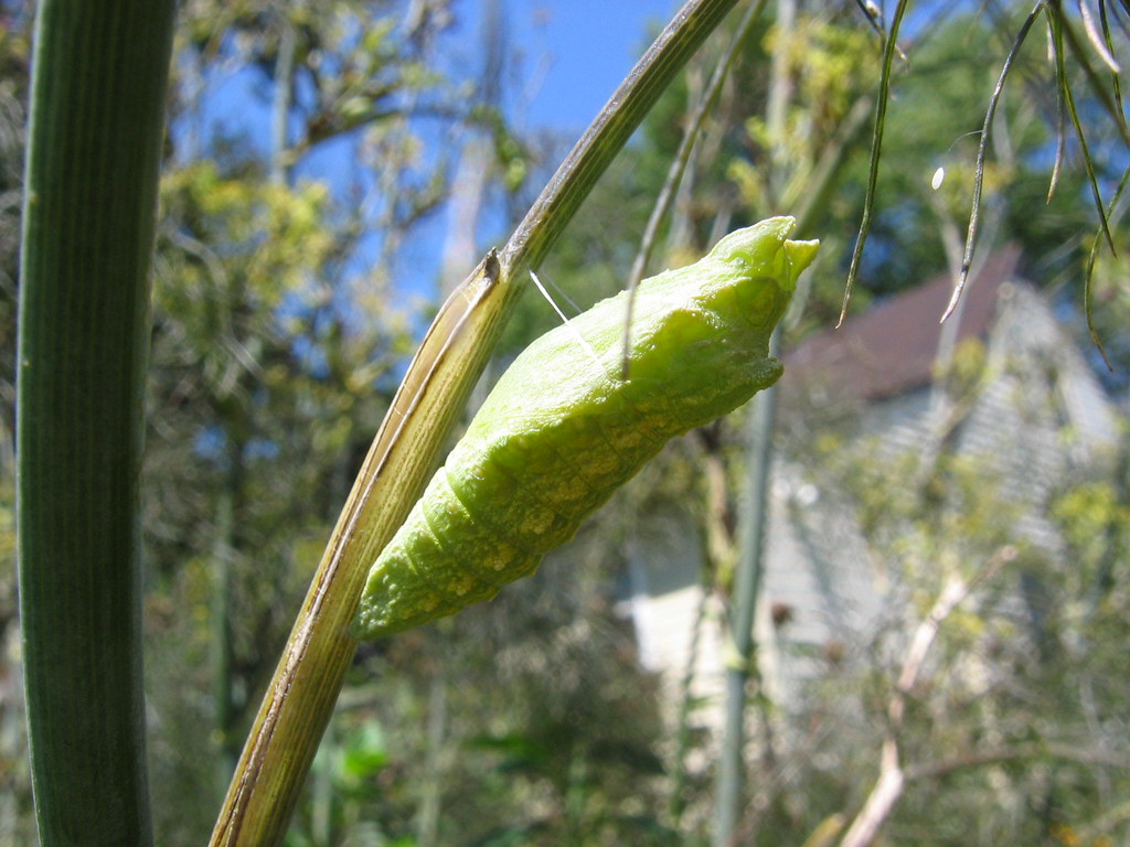 Pupa The pupa has a strange process where cells of the cat… Flickr