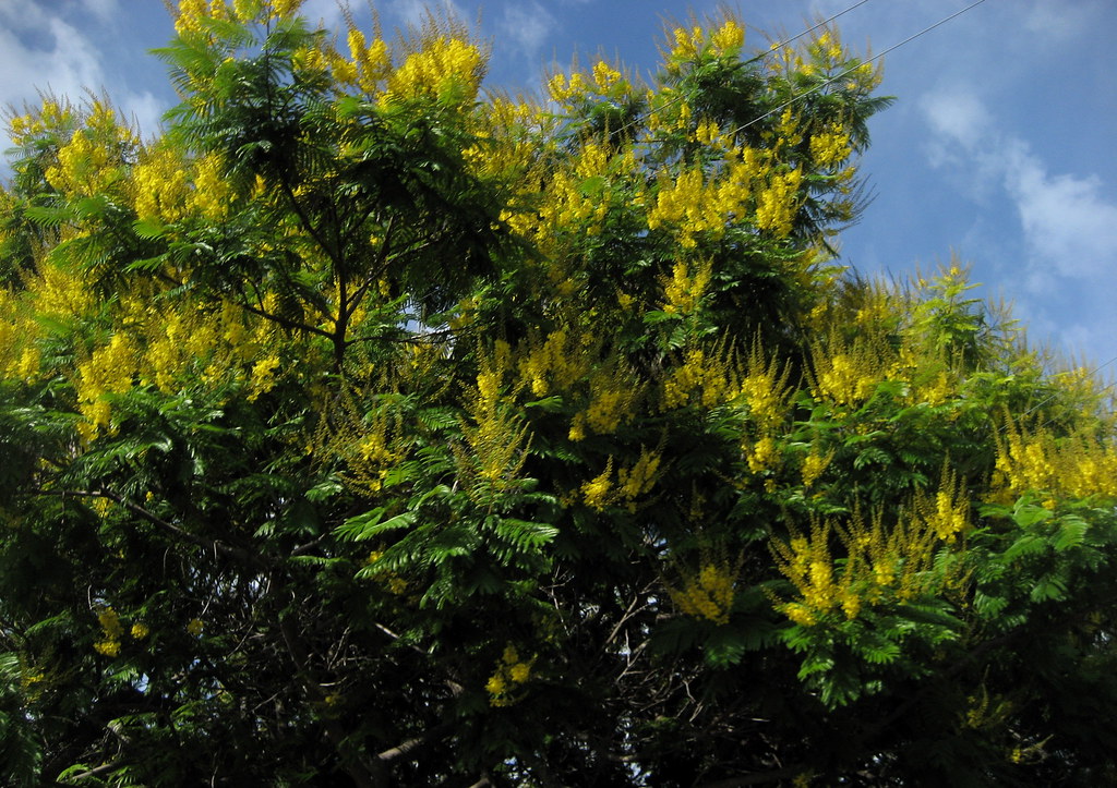 golden rain tree in bloom Every day, against the glass rub… Flickr