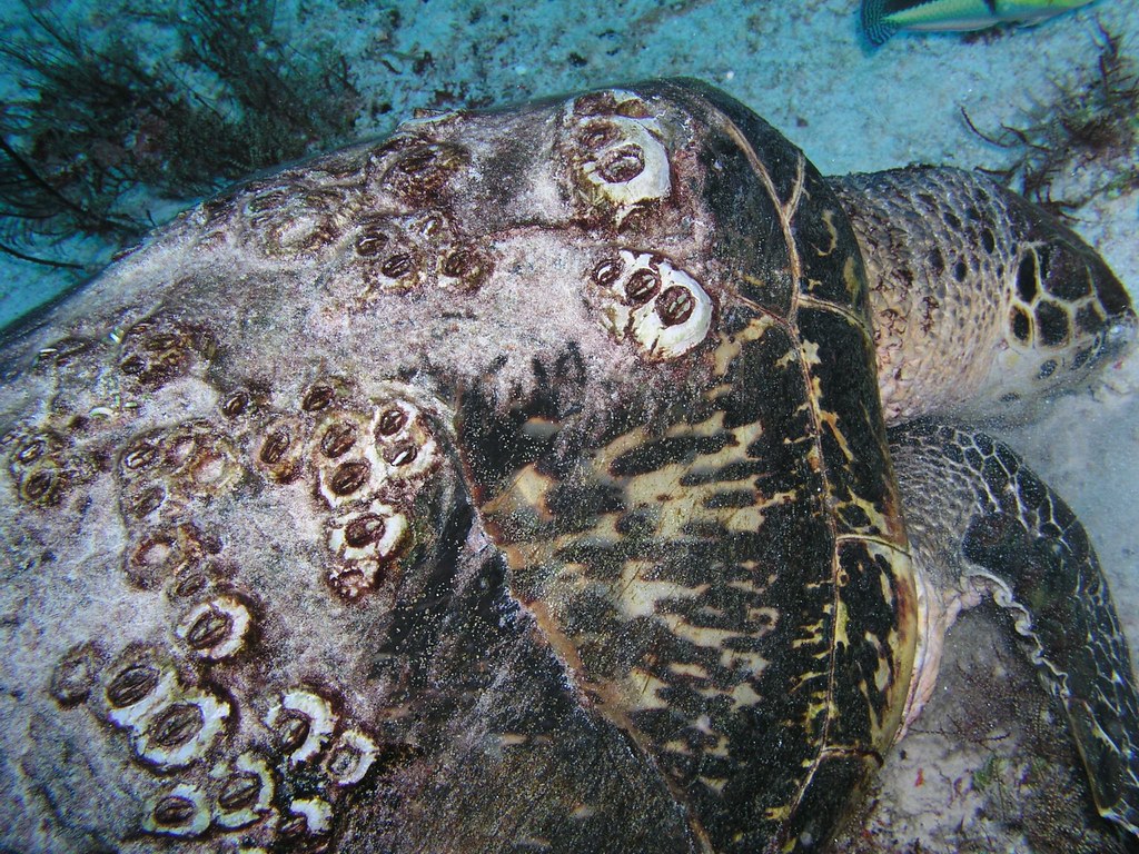 sea turtle and barnacles on shell sea turtle with barnacle… Flickr