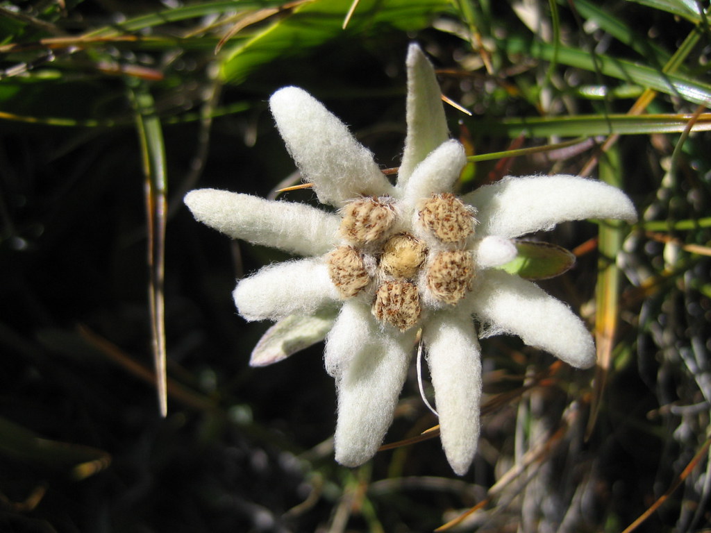 Edelweiss ( Blume / Flower ) am Niesenhorn im Kanton Bern … Flickr