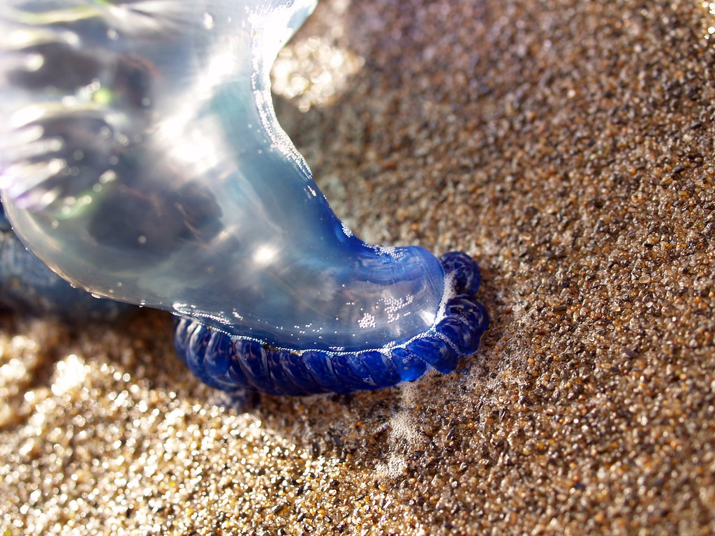 Piha 087 Little Blue Bottle Jellyfish at Piha 2 Piha Surf … Flickr