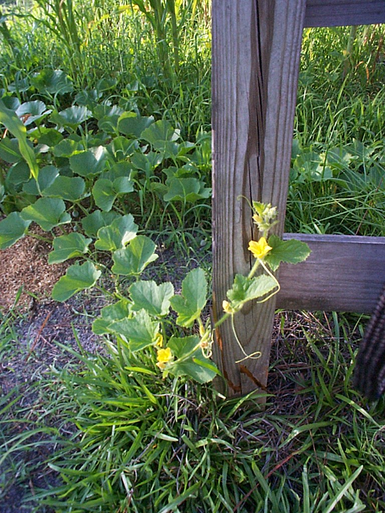 Garden pic03 (2007) honeydew melon vine Jerry Flickr