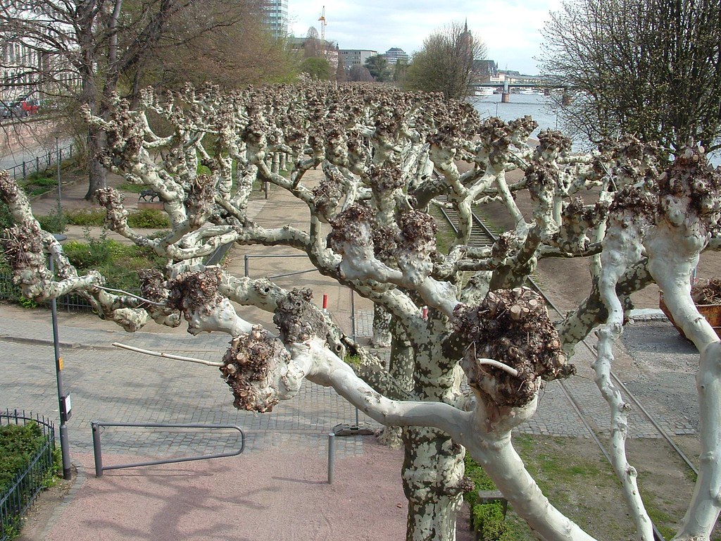 Weird Trees Franfurt, Germany These grow in California t… Flickr