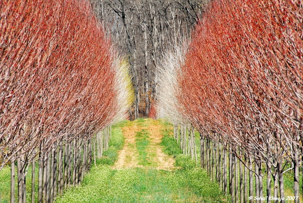 Tree Farm A tree farm in Maryland showing first signs of y… Flickr