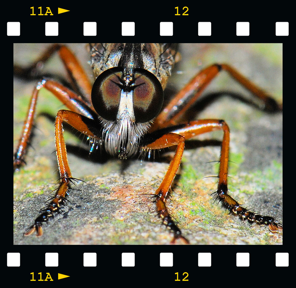 horsefly The front view of a horsefly. Jacqueline imaging Flickr