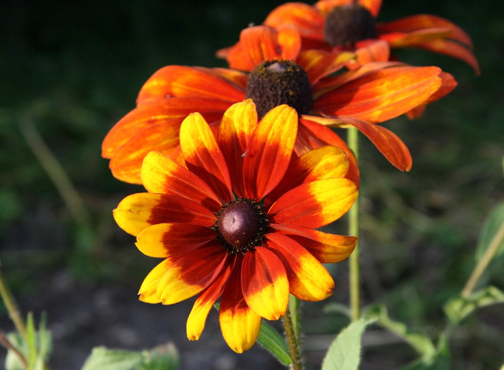 Just Flowers A closer look....Made Explore Sept 15/07 374… Ken